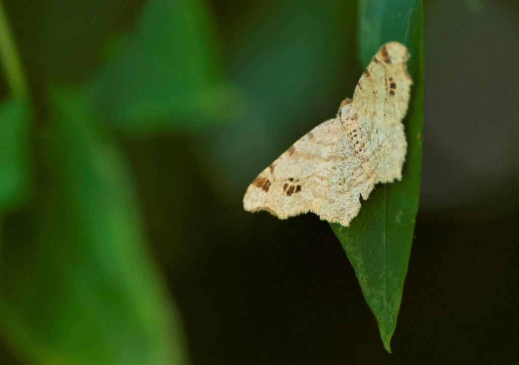 Macaria Alternata? - Geometridae